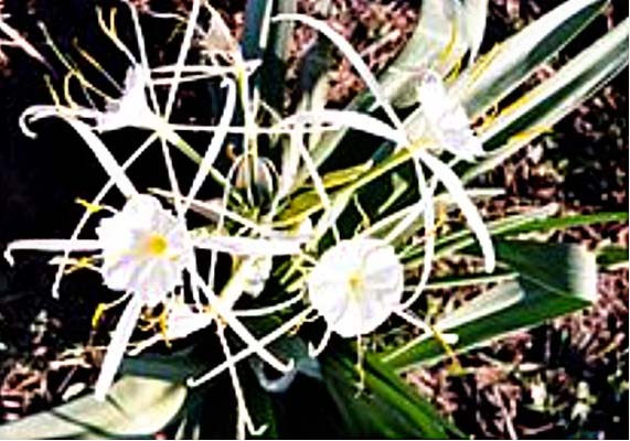 Цветок пустыни – панкраций западный (англ. hymenocallis, лат. Pancratium occidentale)